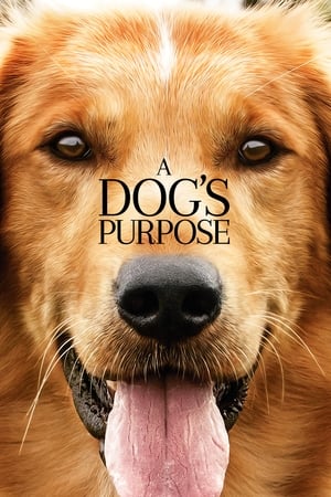 A Dog's Purpose (2017) Full Movie HDCAM 850MB - Movierulz