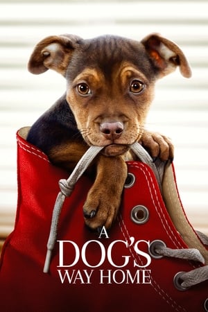 A Dogs Way Home (2019) Hindi Dual Audio 720p Web-DL [900MB] - Movierulz
